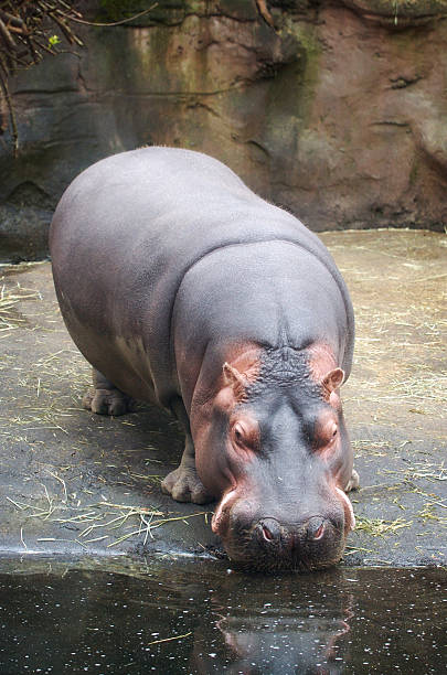 Hippo stock photo