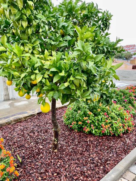 Fruits in the Making