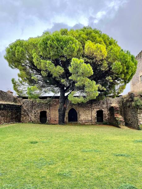 tree in castelo de vide, portugal - castelo de vide imagens e fotografias de stock