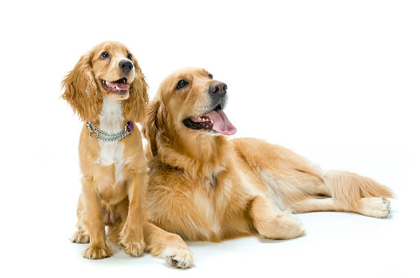 istock Golden retriever laying and cocker spaniel sitting together 145831923
