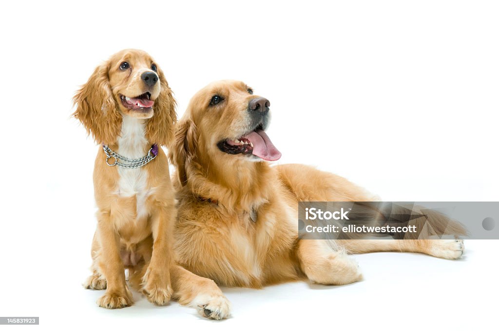 Golden retriever laying and cocker spaniel sitting together Two dogs in the studio together Lying Down Stock Photo