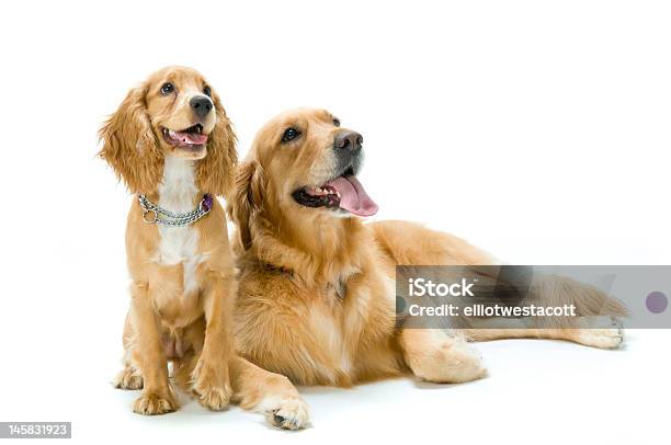 Golden Retriever Laying And Cocker Spaniel Sitting Together Stock Photo - Download Image Now