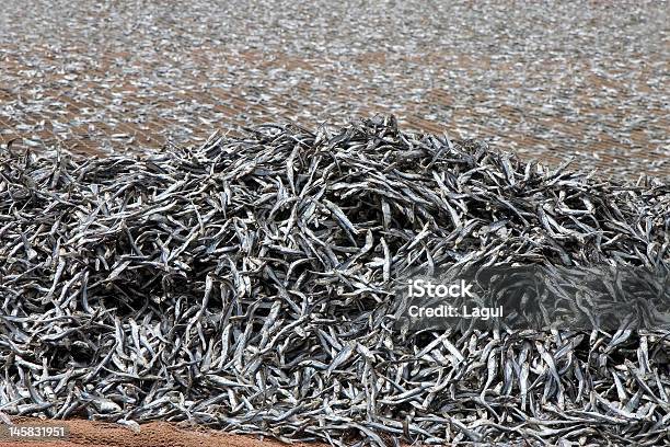 Secado De Peces En La Red Foto de stock y más banco de imágenes de Alimento - Alimento, Alimento conservado, Alimentos deshidratados