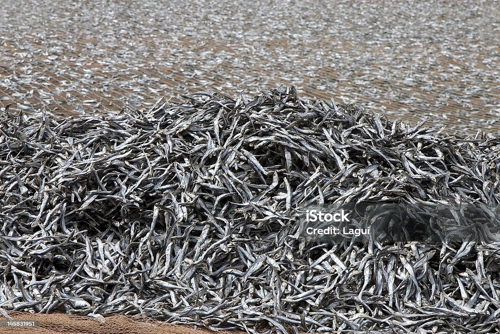 Рыба Сушить на сеть - Стоковые фото Анчоус роялти-фри