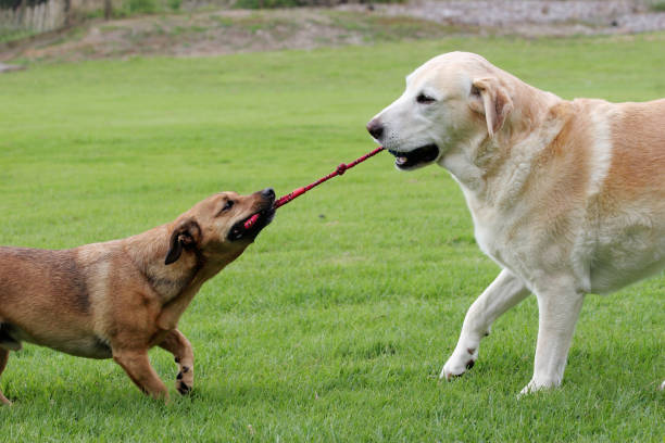 Dogs playing tug stock photo