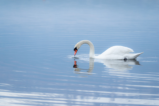Graceful white Swan swimming in the lake , swans in the wild.
