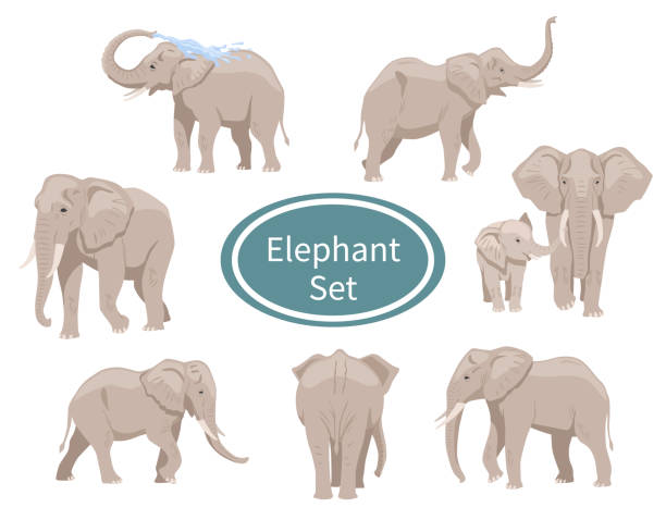 African elephants set African elephants set. Collection of tropical animals. Mother and son, movement and action. Big character with trunk washing himself. Cartoon flat vector illustrations isolated on white background elephant vector illustration stock illustrations