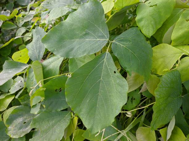 istock Mucuna bracteata plants in the morning 1458323580