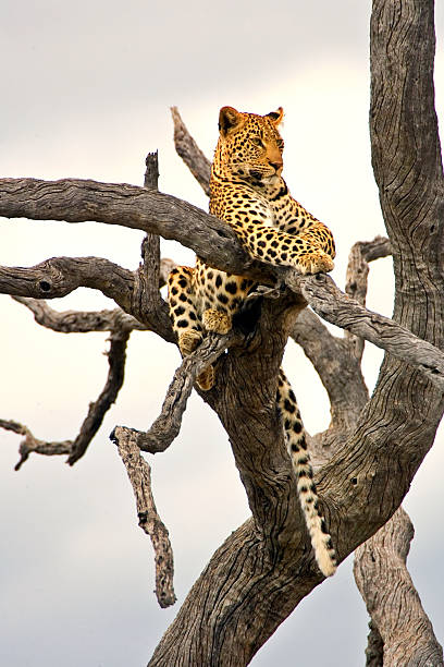 Leopard on the dead tree stock photo