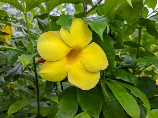 istock alamanda flower (Allamanda cathartica) in the morning 1458326522