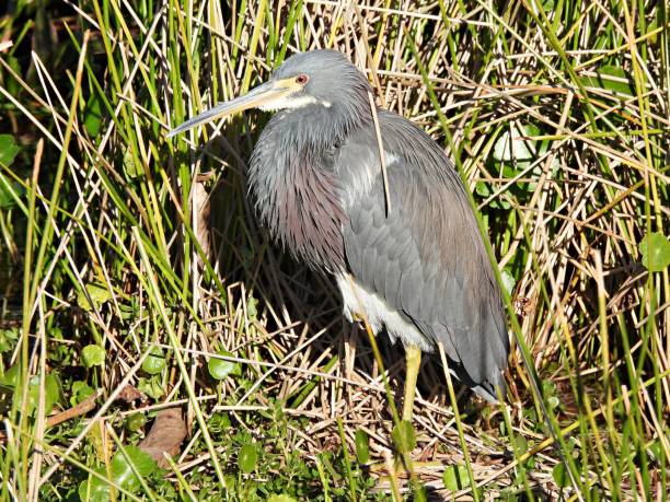 istock Tricolored Heron (Egretta tricolor) - surrounded by water plants 1458327323