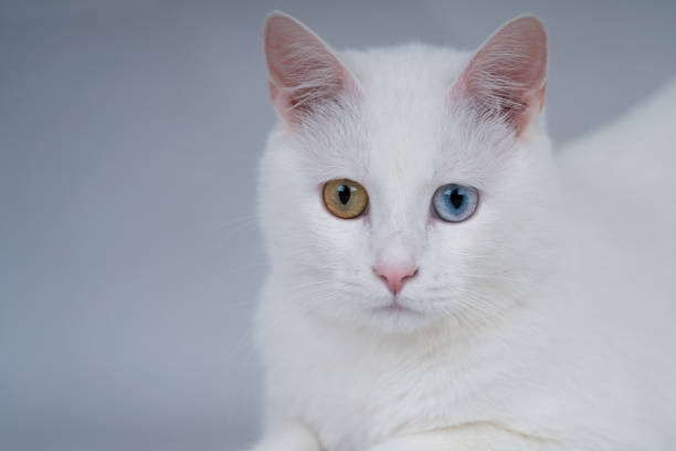 istock Beautiful white cat with bicolor eyes 1458327391