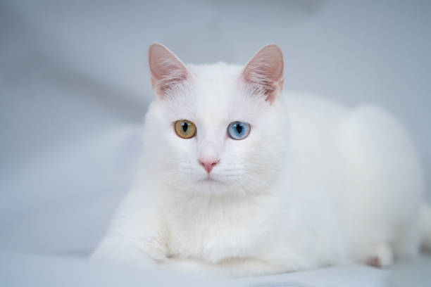 istock Beautiful white cat with bicolor eyes 1458328476