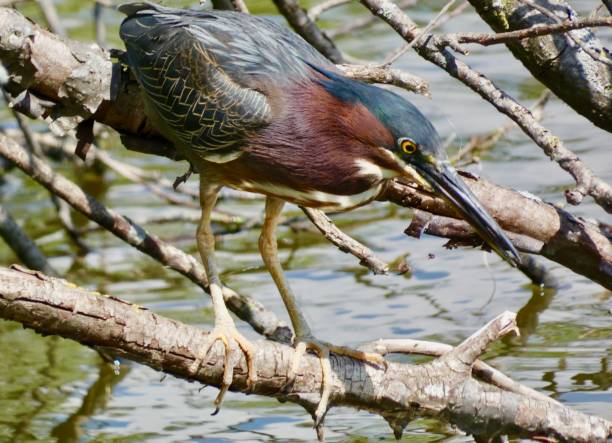 istock Green Heron - hunting on a tree branch above the river 1458328699