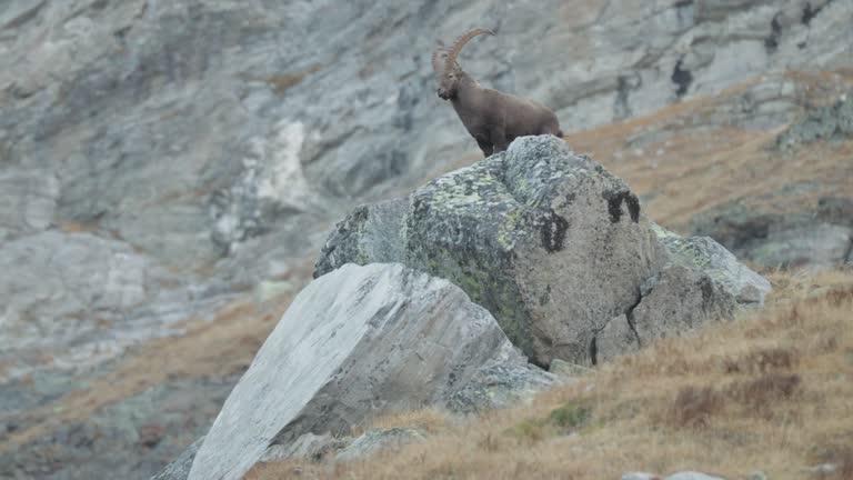 Close up shot of Ibex on a mountain side