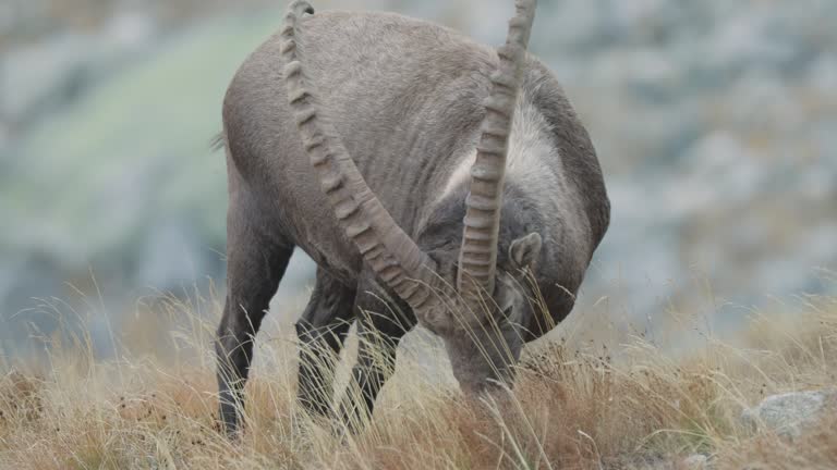 Close up shot of Ibex grazing on a mountain side