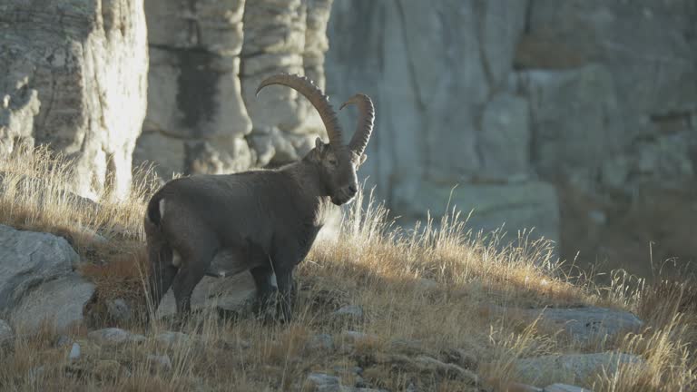 Close up shot of Ibex grazing on a mountain side with rocky foreground