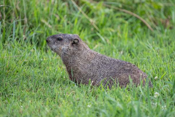 istock Close-up Of Groundhog in Field 1458330465
