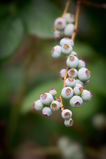 New berries on a Blueberry tree