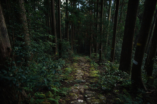 Kumano Kodo hiking trail in Wakayama Japan at dawn.