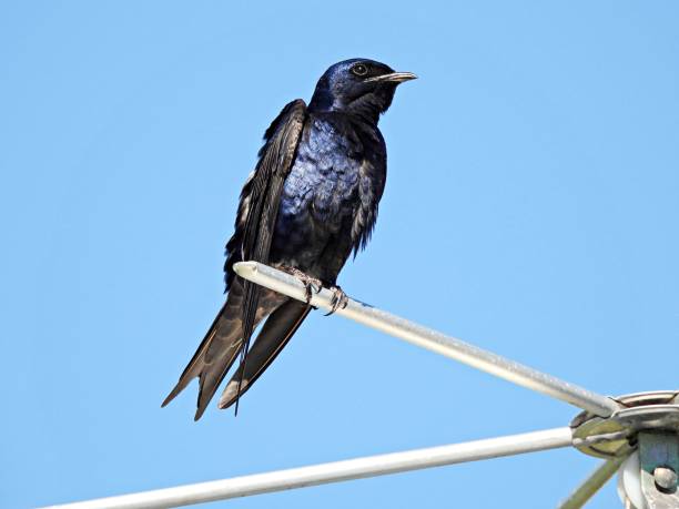 istock Purple Martin (Progne subis) - resting on    the rooftop perching bar 1458331838
