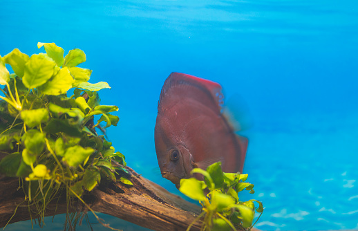 View of Red Cover Discus fish swimming in aquarium. Sweden.