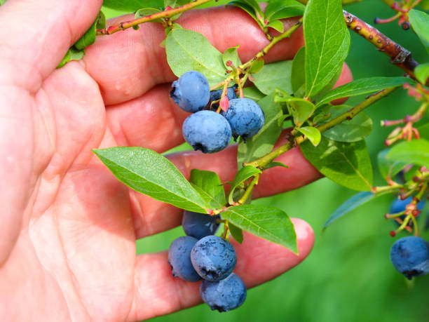 istock ripe large blueberries on  bush harvesting berries 1458333965