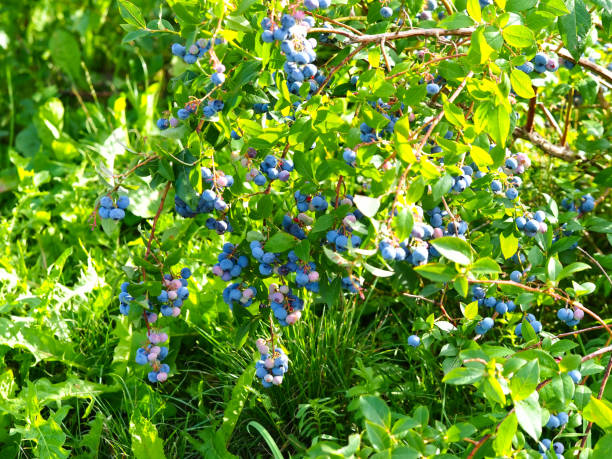 istock ripe large blueberries on  bush harvesting berries 1458333984