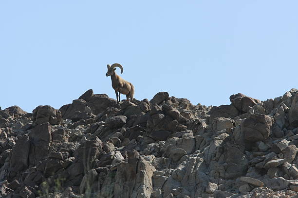 Majestic Bighorn Sheep Ram Atop a Rocky Cliff