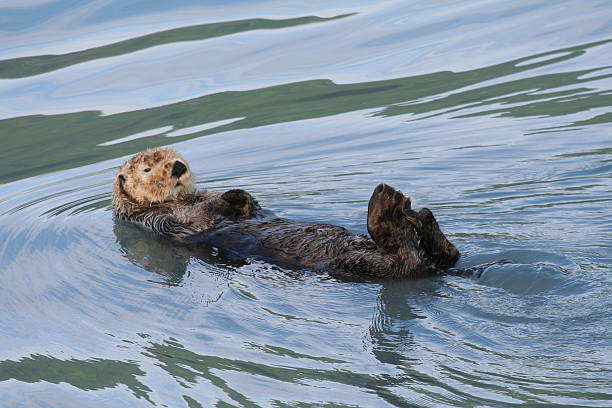 istock Alaska Sea Otter Close Up 145833688