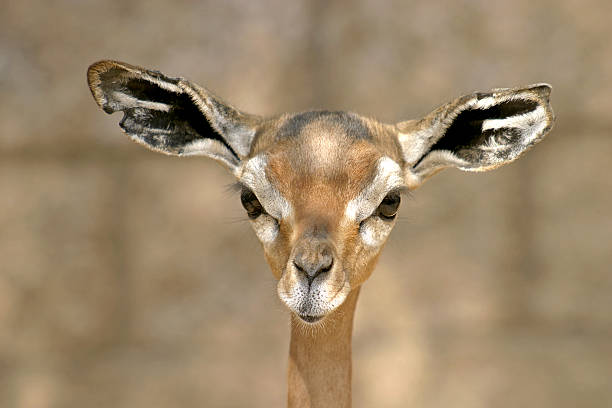 Baby Kudu stock photo