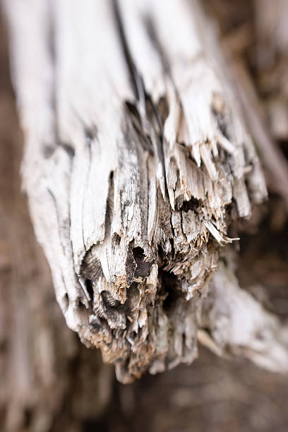 Splintered Branch stock photo