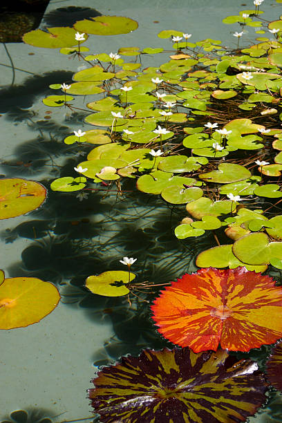 lily pads stock photo