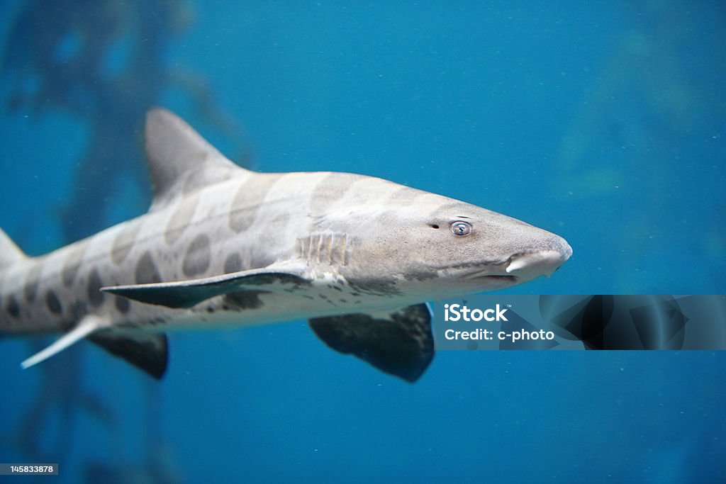 Вредоносные леопардовым акула - Стоковые фото Зебровая акула роялти-фри