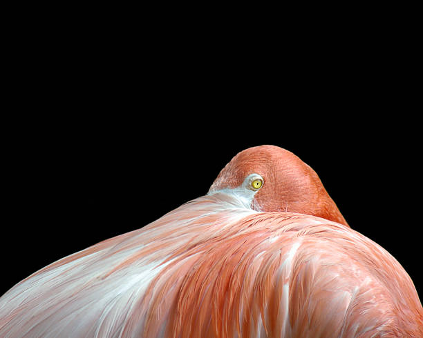 Shy Flamingo stock photo