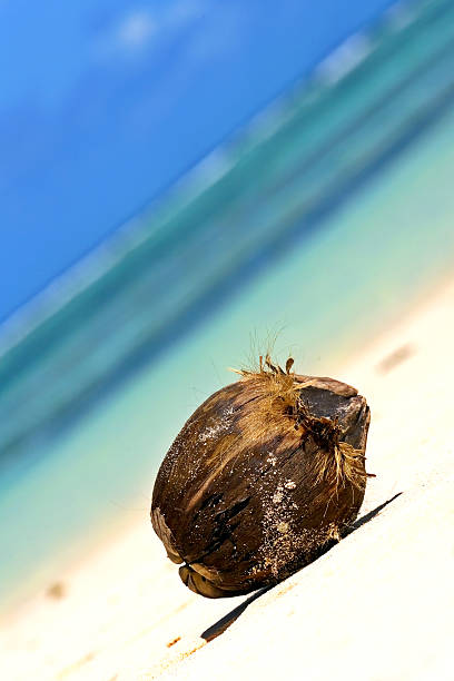 Coconut on the beach stock photo