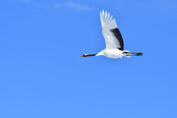 istock Bird watching, red-crowned crane, in
 winter 1458340895