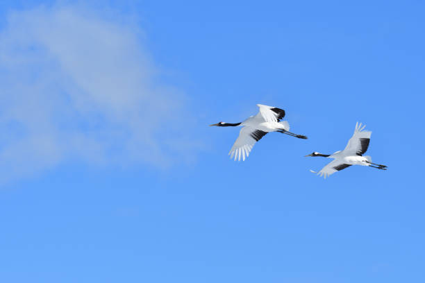 Bird watching, red-crowned crane, in
 winter Called Tancho-Tsuru in Japanese japanese crane stock pictures, royalty-free photos & images