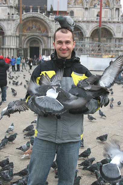 Man and pigeons, Venice stock photo