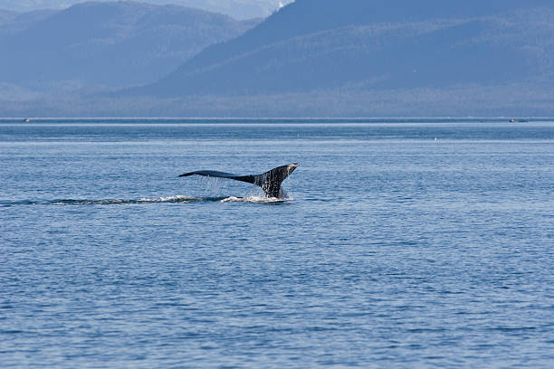 istock Humpback Whale Tail with Mountains in Background 145834406