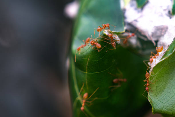 The red ant is protecting the nest when an enemy approaches the nest. The red ant is protecting the nest when an enemy approaches the nest. ants-walking stock pictures, royalty-free photos & images
