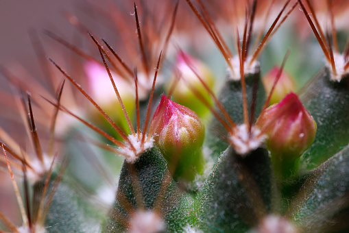 Closeup of young Mammillaria cactus flower