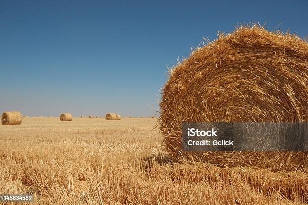 Grande Fardos De Palha - Fotografias de stock e mais imagens de Agricultura - Agricultura, Alberta, Ao Ar Livre