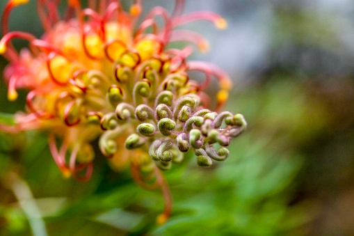 Passiflora racemosa, the red passion flower, is a species of flowering plant in the family Passifloraceae, native to Brazil.