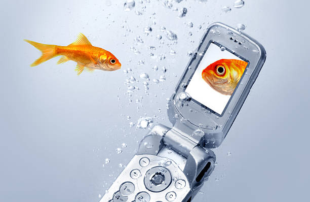 istock goldfish swims by a cell phone 145834702