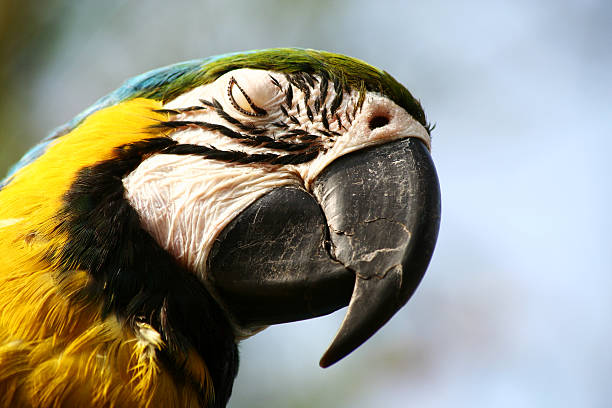 istock Ara parrot-blue and gold 145834833