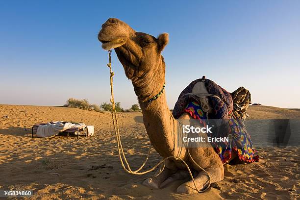 Camel In Thar Desert Stock Photo - Download Image Now - Adventure, Animal, Animal Wildlife - iStock Camel In Thar Desert Stock Photo - Download Image Now - Adventure, Animal, Animal Wildlife - iStock