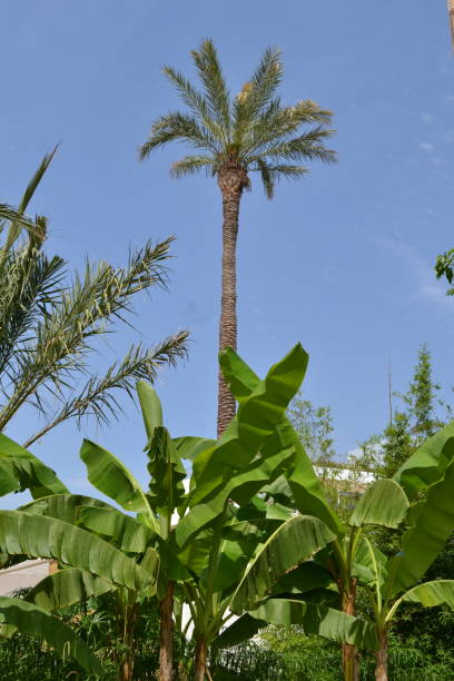 istock Jungle of palm trees on the blue sky background. 1458349625