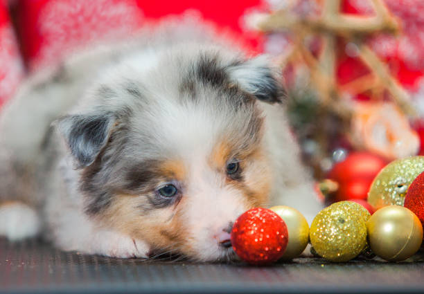 istock Blue marble Australian Shepherd puppy for the new year 1458349814