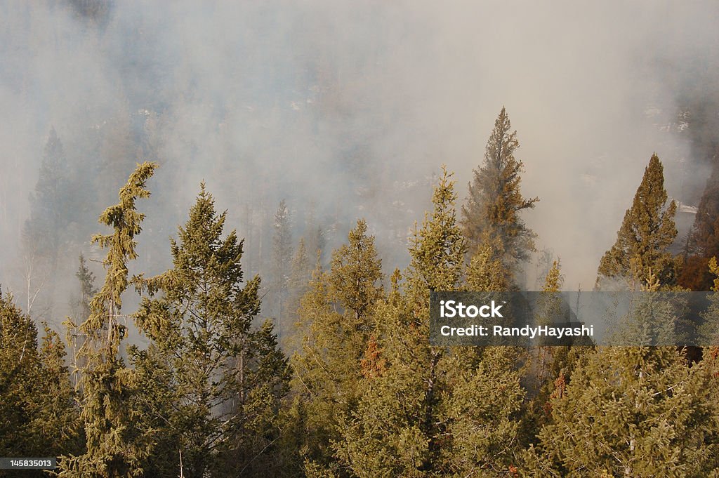 forest fire - Lizenzfrei Baum Stock-Foto